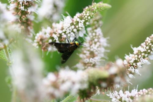 Chrysops caecutiens